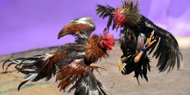 mcw87 com nổ hũ tiếng anh là gì