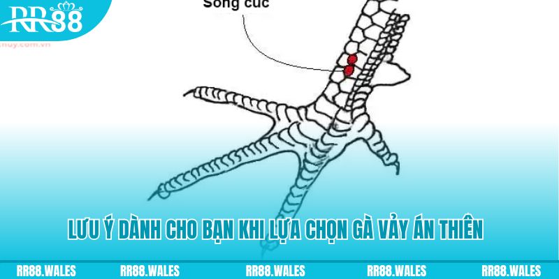 mcw87 com how to play roulette at casino