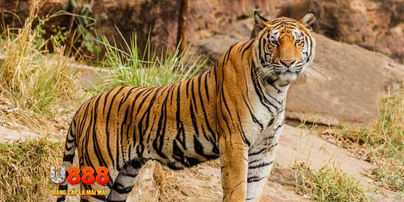 mcw87 com ban ca vip online