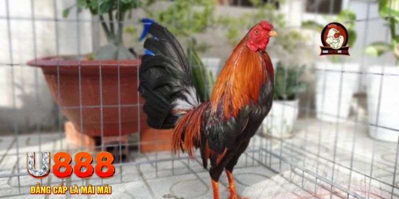 mcw87 com nổ hũ chơi như thế nào