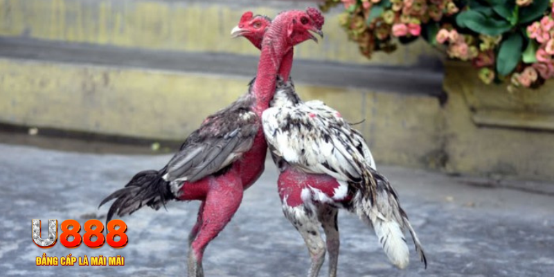 mcw87 com bàn cầu điểm số tay trước trong baccarat là gì