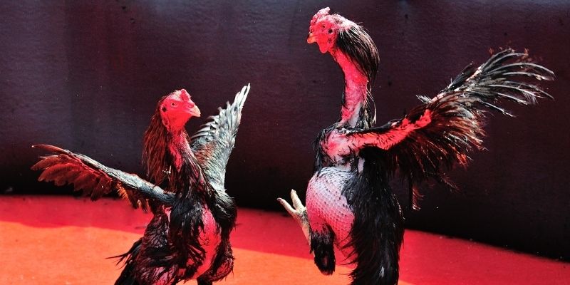 mcw87 com Spribe Điện Tử